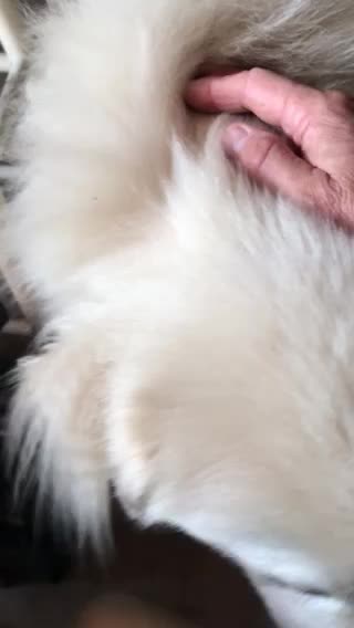 Wulfie will let you know when to stop!