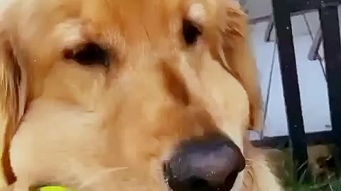 How many balls does doggo🐶 have ???