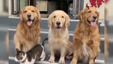 Dogs brings out cat for family picture 😂