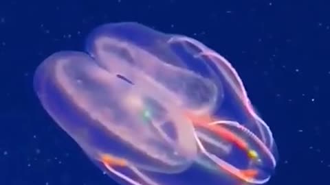 Jelly fish