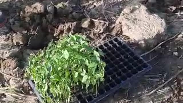 Planting pepper seedlings