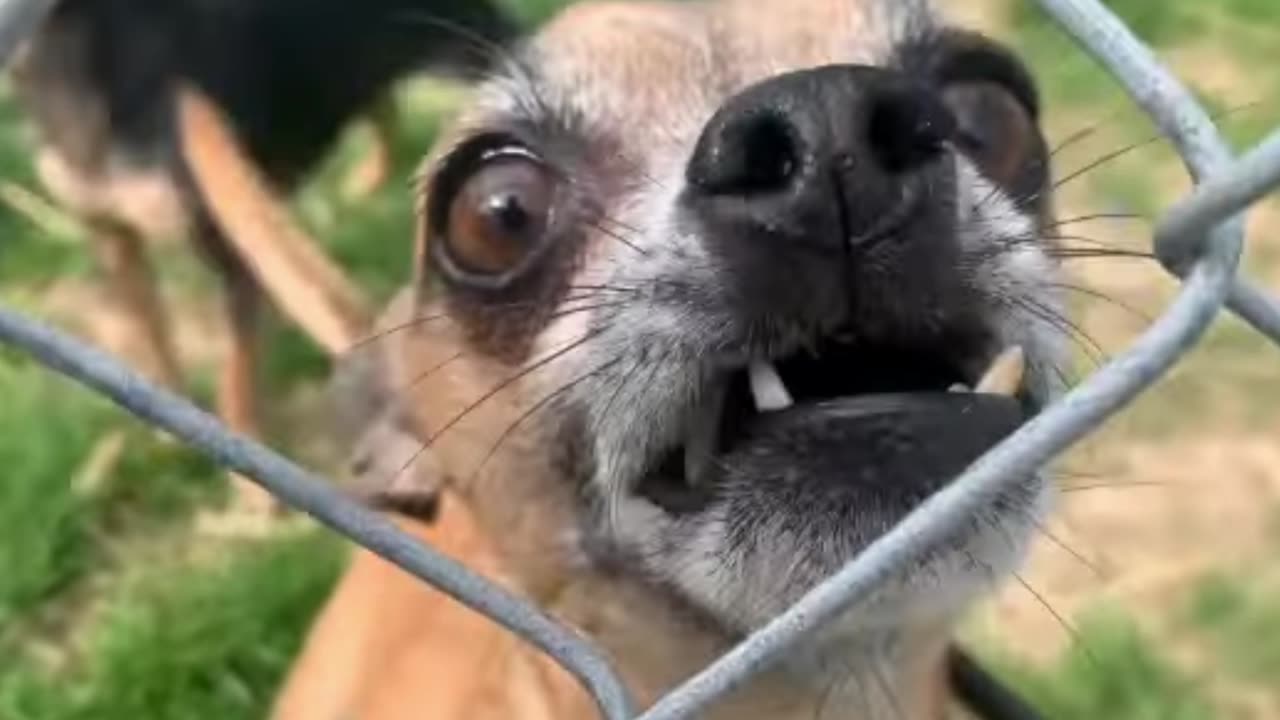 Funny Dog