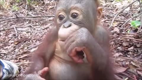Baby Orangutan Are Adorable - Cutest Compilation