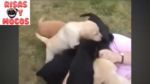Perros chistosos y tiernos ❤
