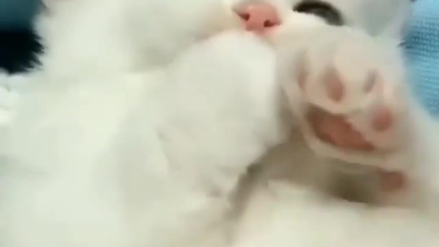 Gato é tudo se bom!