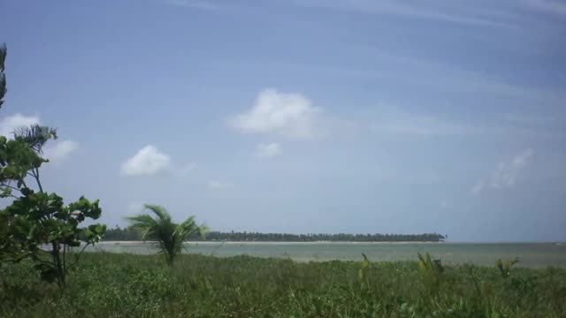 Trees blowing in the wind on the beach
