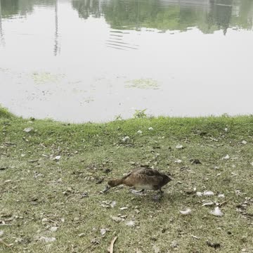 Cute babies ducks