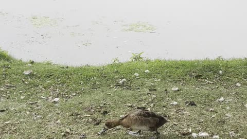 Cute babies ducks