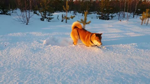 shiba inu jumping in snow