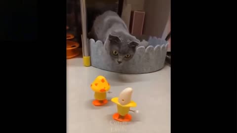 Cat confused by walking toys