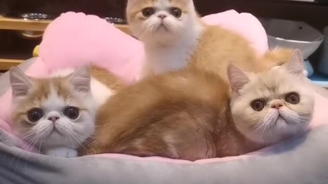 The cat