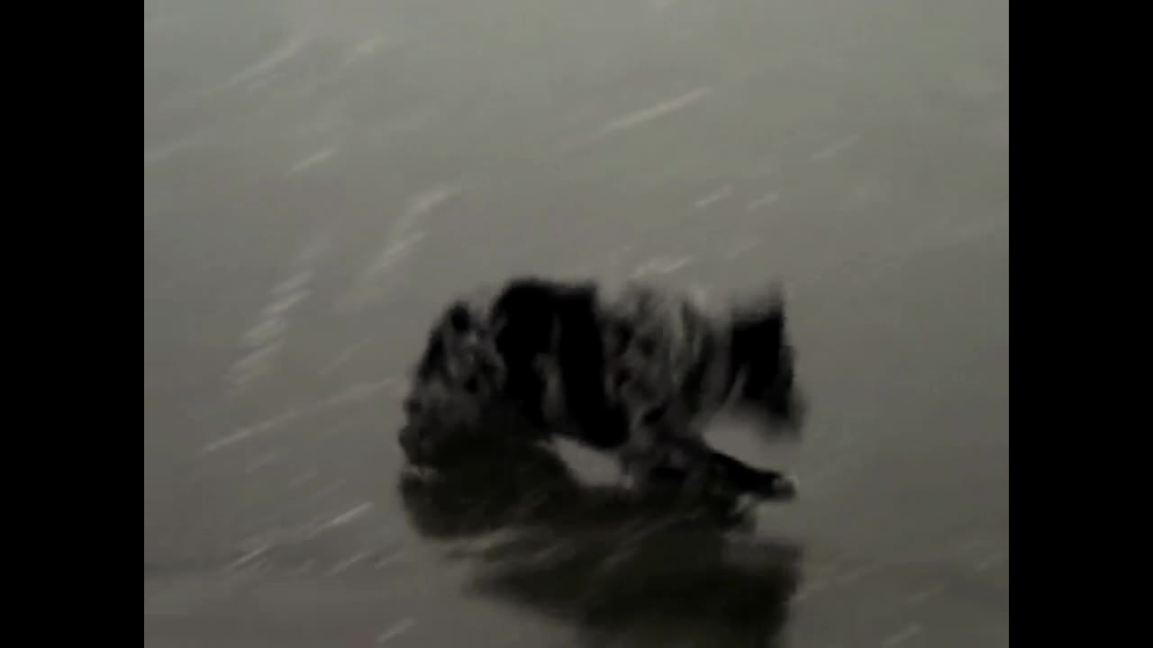 Dog struggles to play fetch on frozen lake