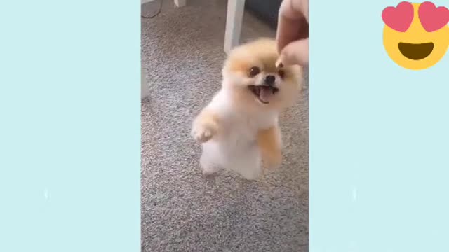 🥺 Cute doggos 🐶 just want to eat so she won't get noisy and bark at you all day long😂🐾