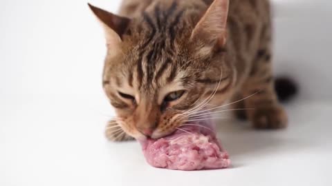 Cat Mukbang with Eating Sound Bengal Cat Shows How to Eat Raw Meat