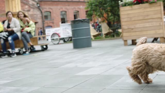 a cute brown dog running free, very fast