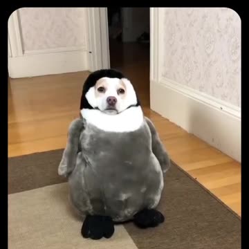 Cute little penguin funny moments #2