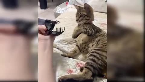 Baby cats... Cute and funny cat video.,❤