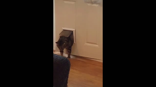 the fat cat getting through the inside door was funny