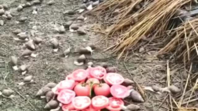 How many snails they are