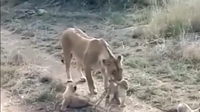 lioness walking with cub on grassland