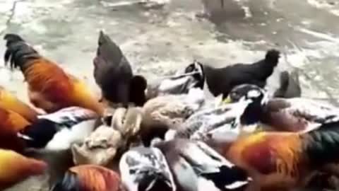 Funny Chicken and Dog Play