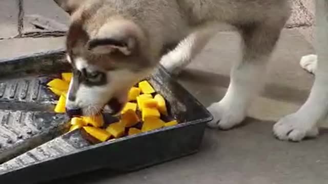 Husky Puppy Loves to Eat Mango 🐶🥭😂