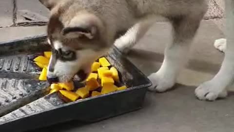 Husky Puppy Loves to Eat Mango 🐶🥭😂