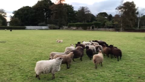 dogs running away from sheeps