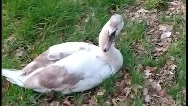 Young mute swan