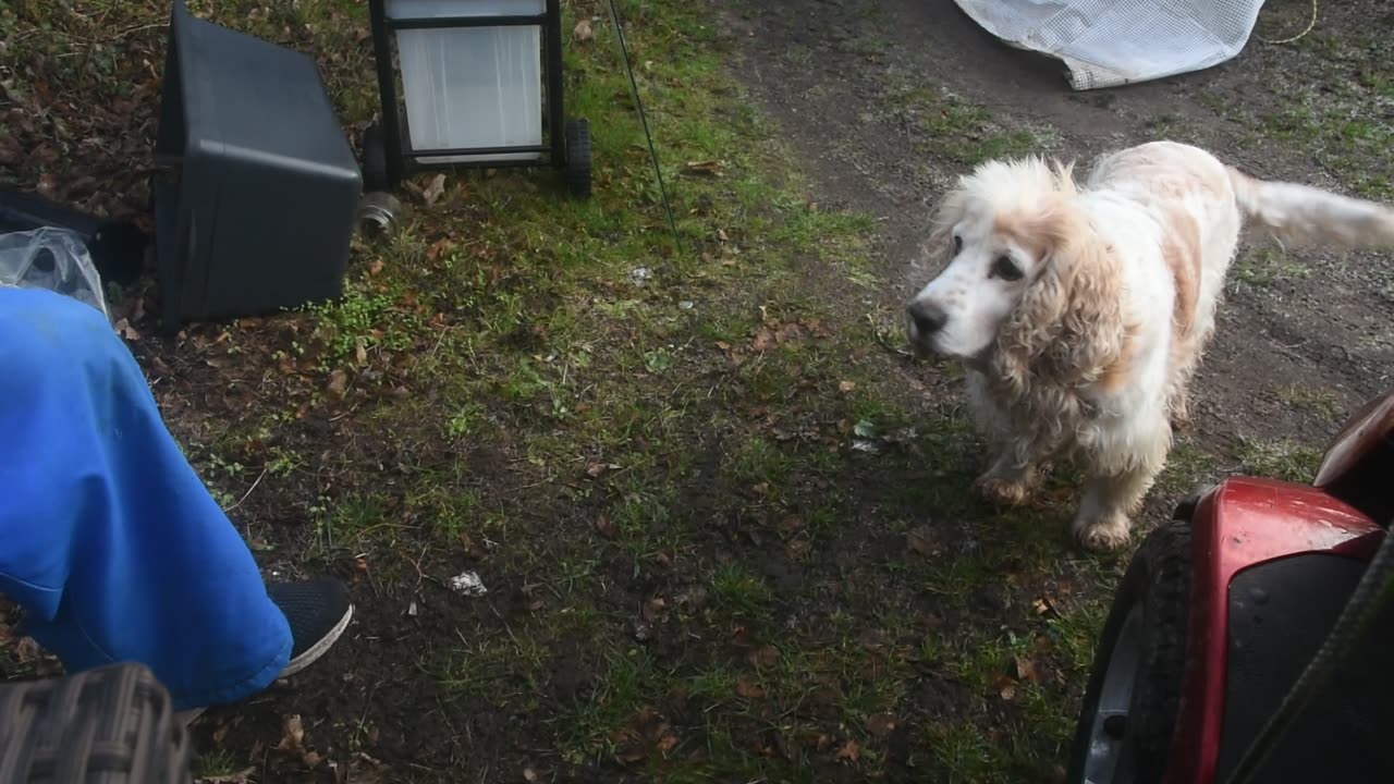 Hundene får kager af Eigil