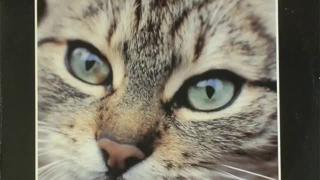 Cirmos Kormos ¬ Monticsárdás