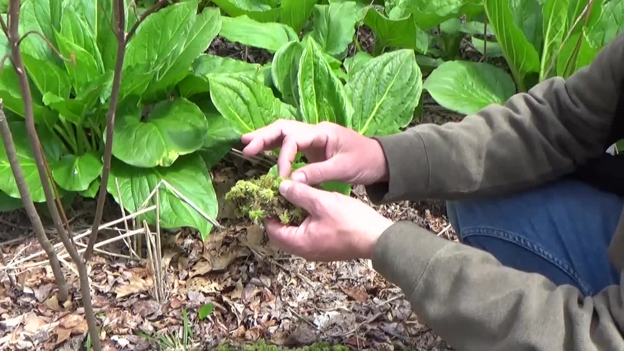 An Intro to the Bryophytes