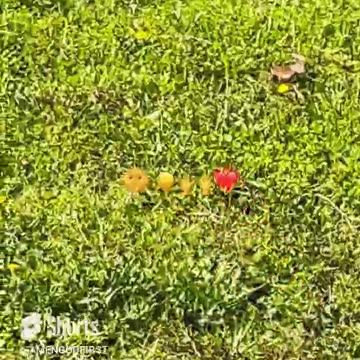 nature do beautiful the camera don’t do justice! #fyp #shorts