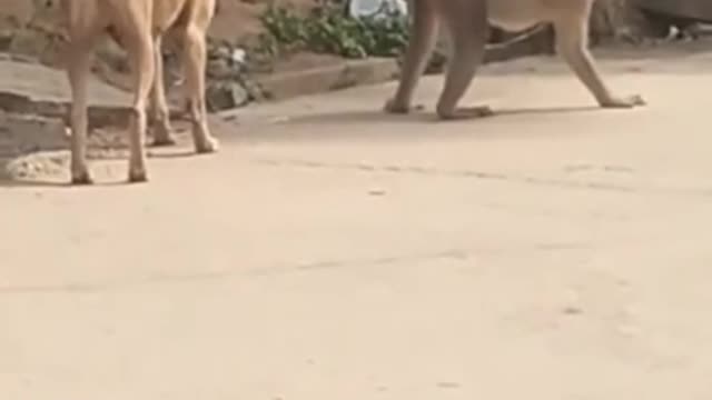 Super Funny Animal Video-Monkey runs from dog