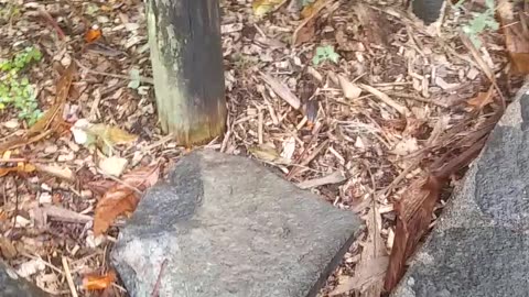10.10.2024 CP00862 - Coondoo St Garden Beds (11)