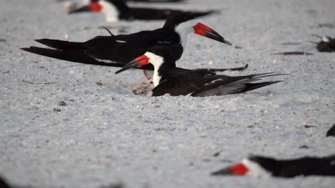 Feisty Black Skimmer Babies