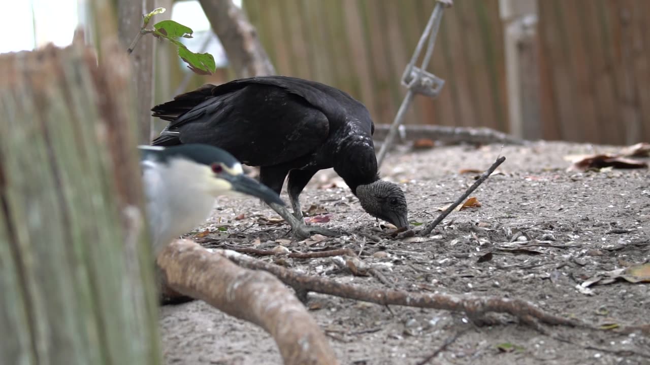 A Quick Stop at the Seaside Seabird Sanctuary