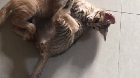 Cute kitten fights…