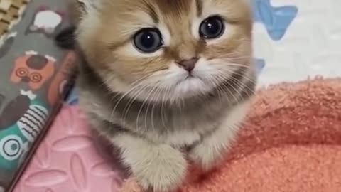 CUTE KITTEN <<<<<<<<<<<<3