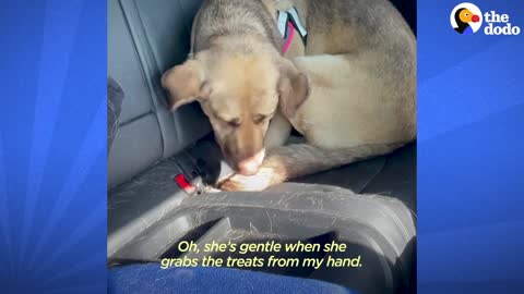 Rescue Dog Hides In The Corner Until The Right Person Comes Along | The Dodo Faith = Restored