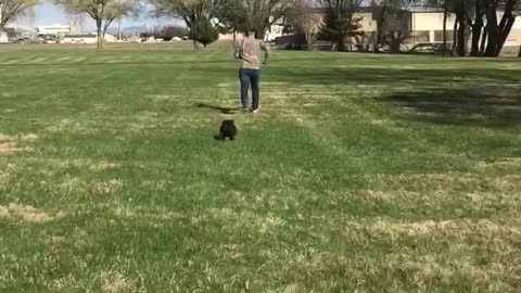 Chocolate potato loves to chase his owner