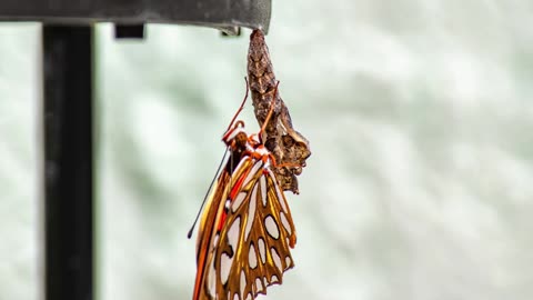 A New Gulf Fritillary Butterfly Enters the World