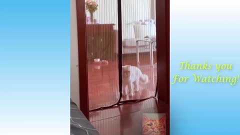 Top Funny Cat Videos2