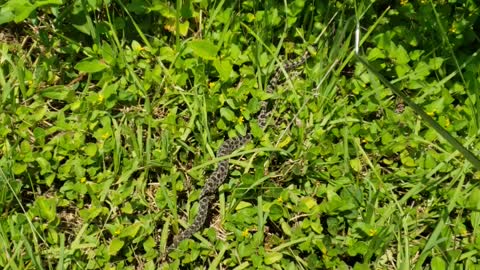 Pygmy rattlesnake 😁😁😁