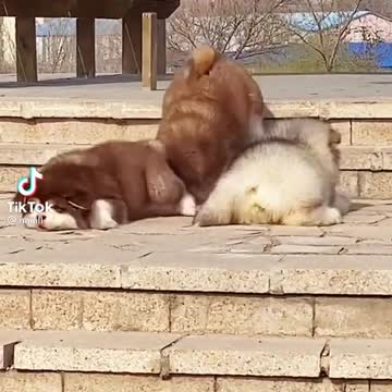 The legs are too short