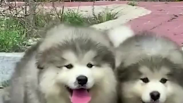 Clumsy Malamute Puppies Constantly Trip Over Themselves