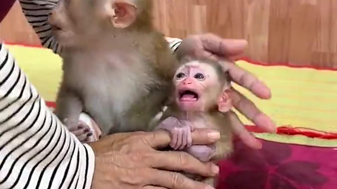 Monkey bibi Latest video