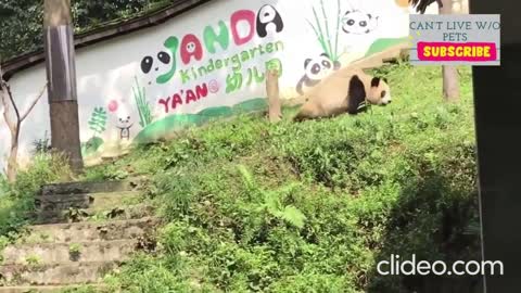 The giant panda is so funny