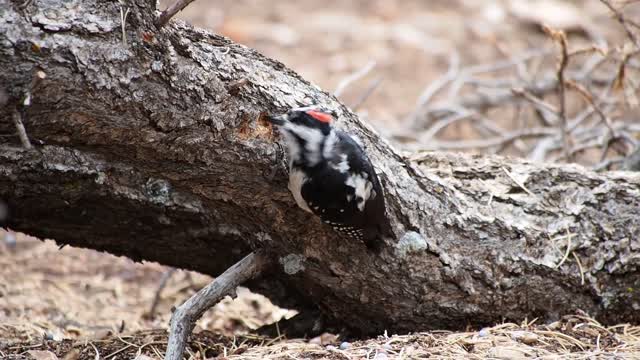 A bird that loves wood