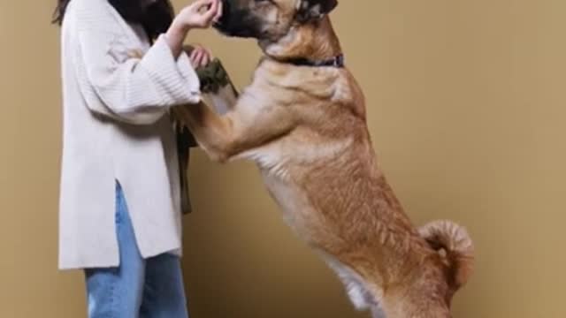 #Shorts on Dog Training: Smart Dog Training